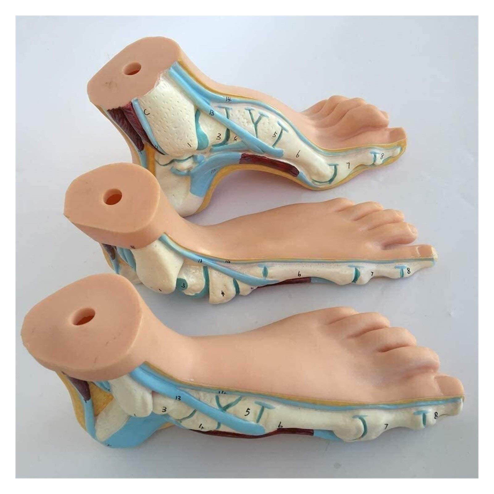 Amazon.co.jp: 人体模型 医学の解剖学の足垂直の足の平らな